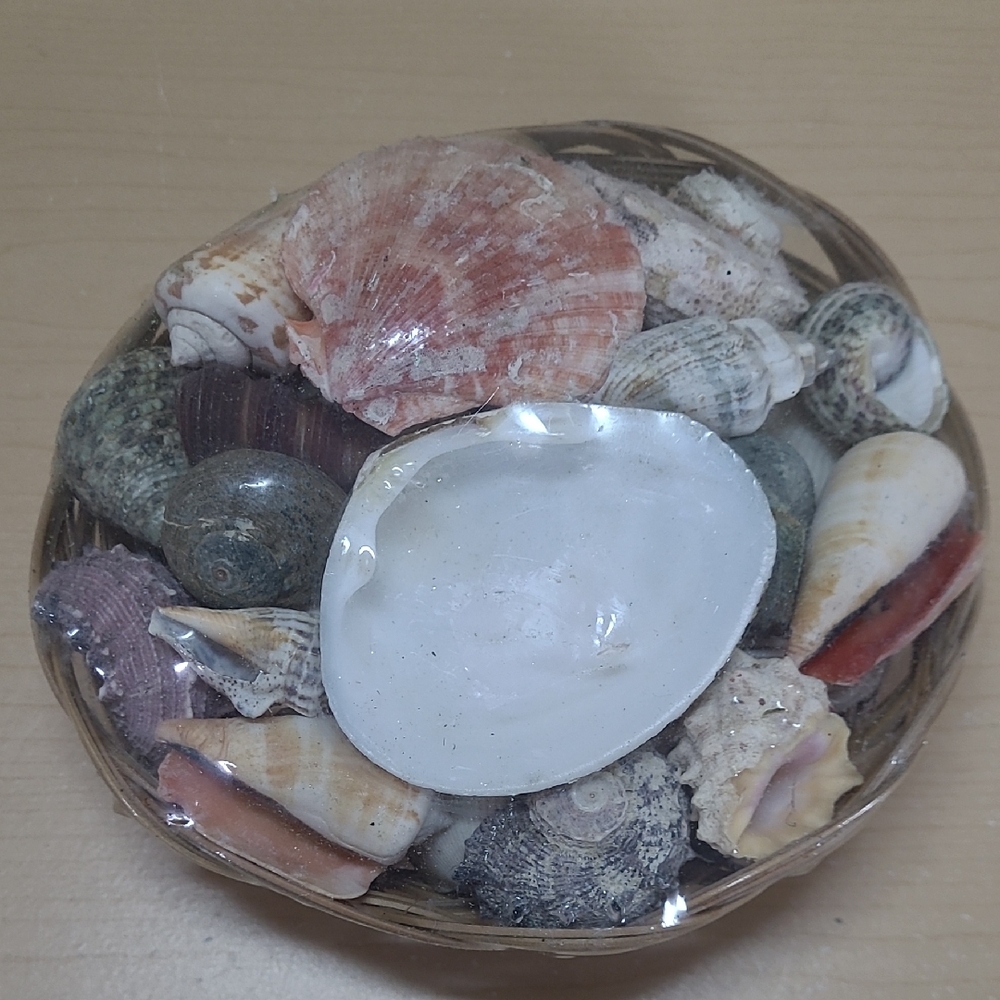 6" Wicker Basket Of Assorted Shells BNIB